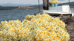 İzmir-Karaburun Nergis Çiçeği Festivali 