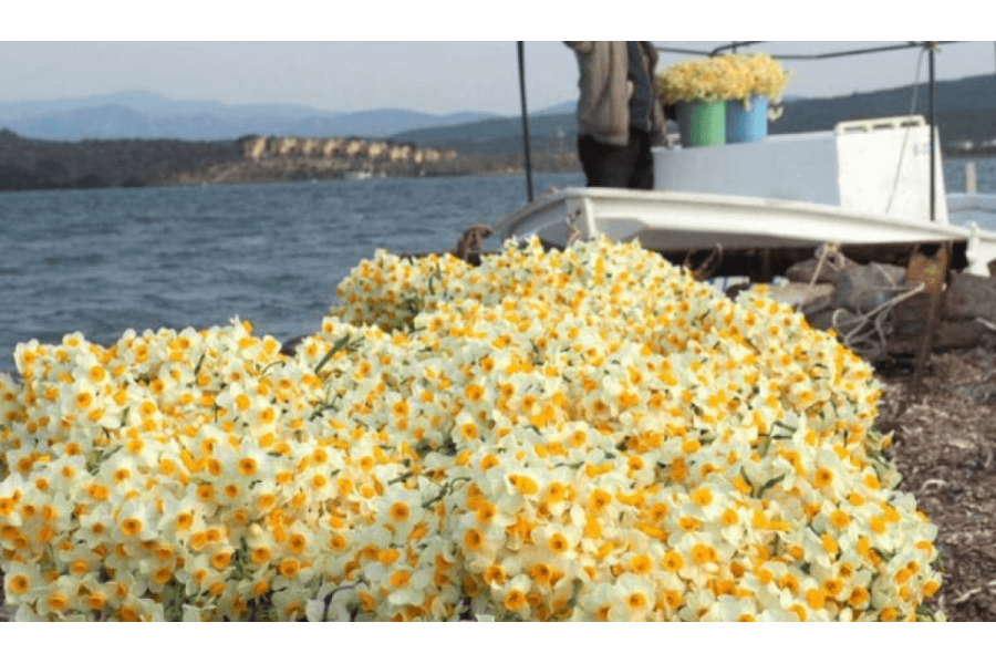 İzmir-Karaburun Nergis Çiçeği Festivali 