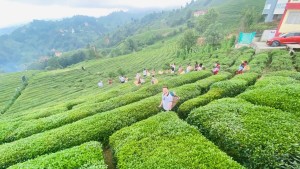 Doğu Karadeniz ve Yaylaları Tur